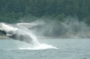 Nancy and Shawn watching a Whale breaching in Juneau Alaska