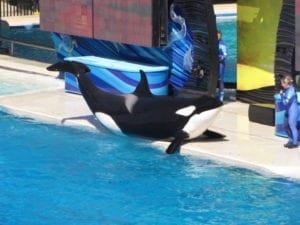 A whale from the Shamu show in SeaWorld, San Diego