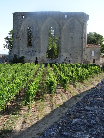 Vineyards in France River cruise