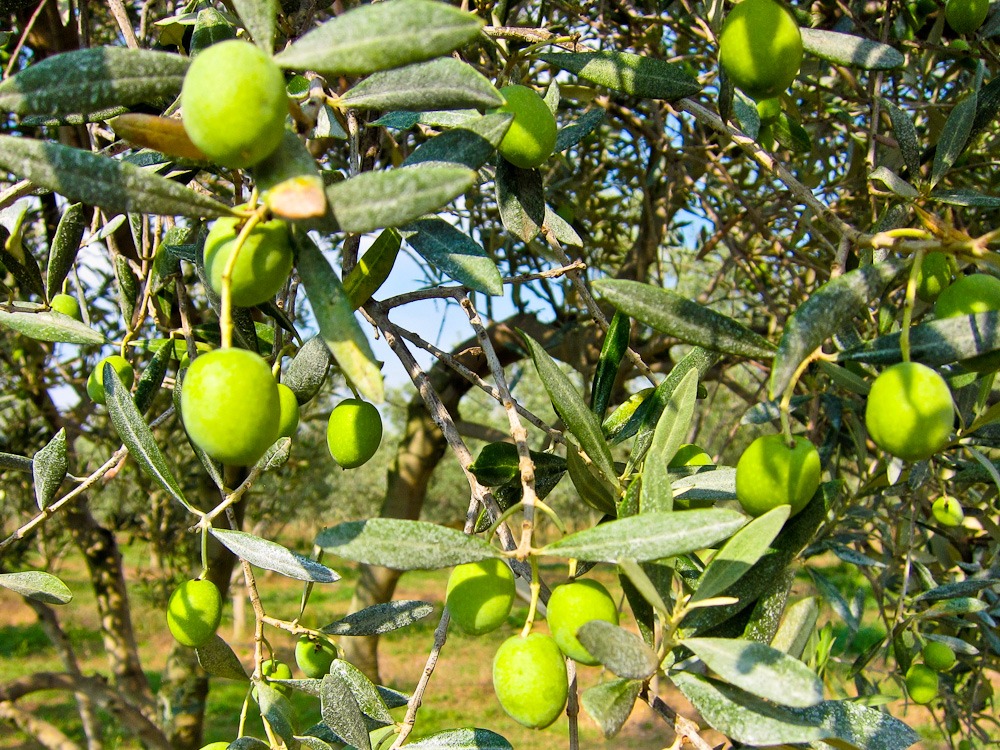 Olives growing in France Uniworld River cruise optional tour