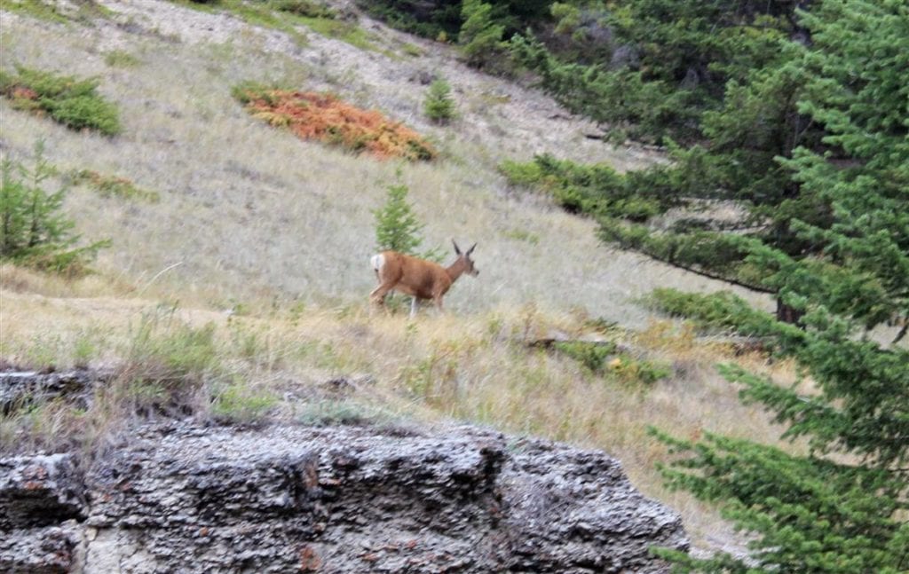Rocky Mountaineer animal sightings