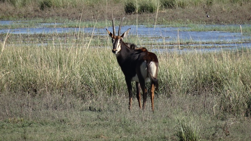 Antelope in Africa safari with ama waterways river cruise review