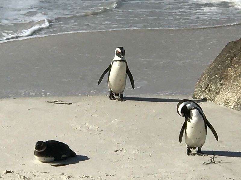 Penguins at Boulders Beach with ama waterways review