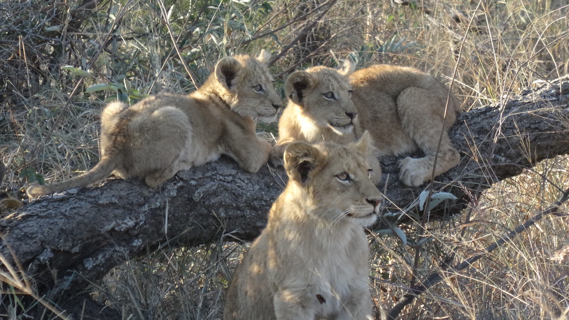 baby cubs on a Tintswalo game drive with ama waterways review