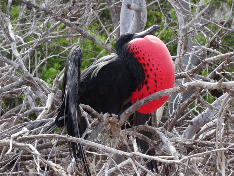 seeing Frigate bird in the galapagos on our cruise