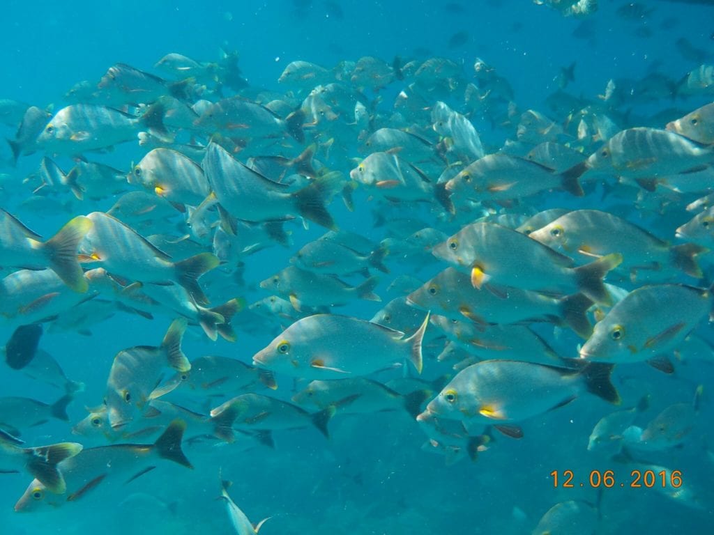 Tahiti snorkeling with Paul Gauguin