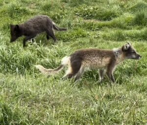 Isafjordur, Iceland Arctic Fox Center