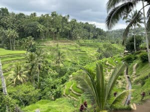 Tiered rice field n Ubud in Bali, Indonesia