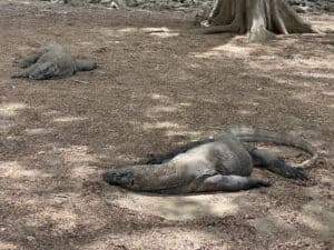 Komodo Dragons at Komodo National Park in Komodo, Indonesia