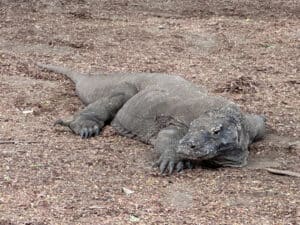 Komodo Dragons at Komodo National Park in Komodo, Indonesia