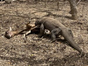 Komodo Dragons at Komodo National Park in Komodo, Indonesia