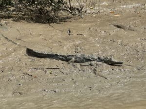 Jumping Crocodiles on the Adelaide River near Darwin, Australia