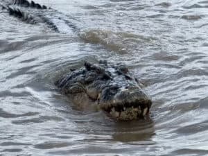 Jumping Crocodiles on the Adelaide River near Darwin, Australia