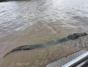 Jumping Crocodiles on the Adelaide River near Darwin, Australia