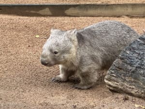 Wombat at the Billabong Sanctuary in Townsville, Australia