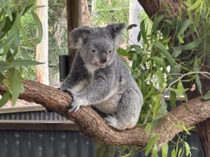 Koala at the Billabong Sanctuary in Townsville, Australia