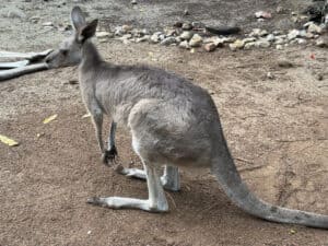 Kangaroo at the Billabong Sanctuary in Townsville, Australia