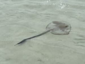 Stingray at Whitehaven Beach in the Whitsunday Islands during a RIB speedboat ride from Airlie Beach during a Regent Bali to Sydney Cruise