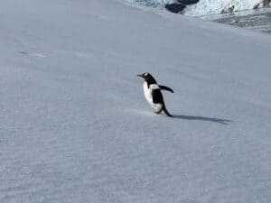 Antarctica cruise with tauck