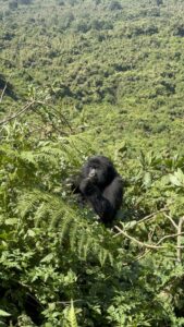 Gorilla Trekking with Tauck in Rwanda