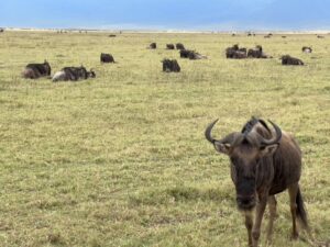 Wildebeest in East Africa in Kenya & Tanzania