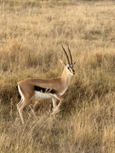Impala in East Africa in Kenya & Tanzania