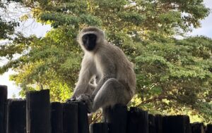 Monkey in East Africa in Kenya & Tanzania