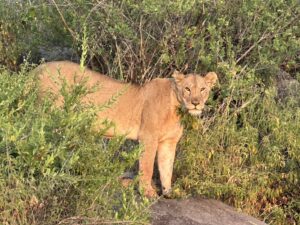 Lions in East Africa in Kenya & Tanzania