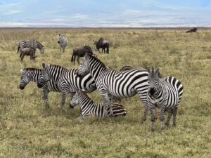 Zebra in East Africa in Kenya & Tanzania