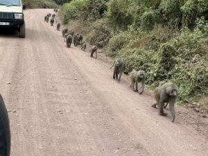 Baboons in East Africa in Kenya & Tanzania