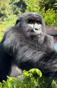 Gorilla Trekking with Tauck in Rwanda