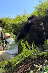 Gorilla Trekking with Tauck in Rwanda