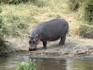 Hippos in East Africa in Kenya & Tanzania