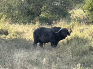 Buffalo in East Africa in Kenya & Tanzania