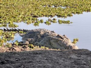 Crocodile in East Africa in Kenya & Tanzania