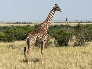 Giraffe in East Africa in Kenya & Tanzania